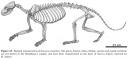 Simocyon skeleton